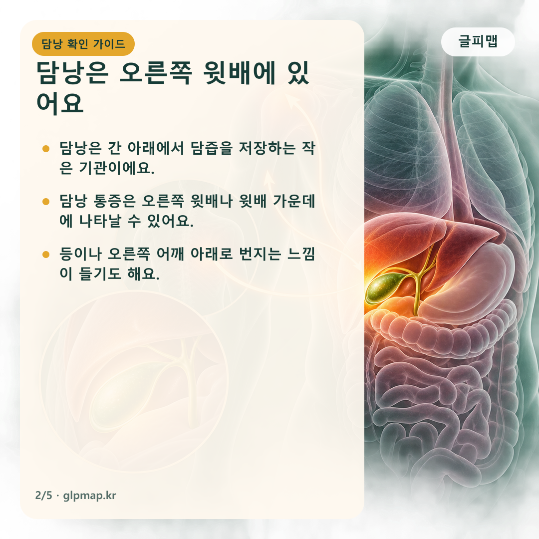 담낭 위치와 오른쪽 윗배 통증